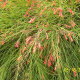 Russelia equisetiformis