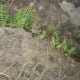 Adiantum spp