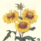 These sunflowers could set the tone for a lovely bridal shower theme