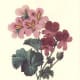 These pink flowers could set the tone for a lovely bridal shower theme