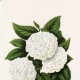 This white hydrangea clip art is a perennial favorite for weddings and bridal showers