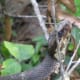The snake is also rubbing its head on vegetation.