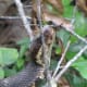 When snakes shed, they work the dead skin off of the head first.