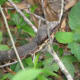 Chance found another Cottonmouth, but didn't stick his nose in its face this time.