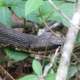 Then crawl under branches and through vegetation to work the skin down to the tip of the tail.