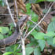 You can also see a patch of white skin on top of the head.