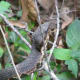 That was a good thing because this snake is preparing to shed. Notice the cloudy, bluish tint to its eyes.