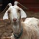 my-pet-goat-trixie