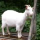 my-pet-goat-trixie