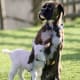 my-pet-goat-trixie