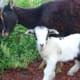 my-pet-goat-trixie