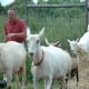 Herd of Goats