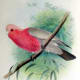 free-bird-pictures