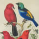 free-bird-pictures