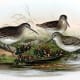 free-bird-pictures