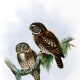 Owls