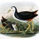 free-bird-pictures