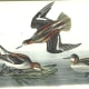 free-bird-pictures