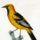 free-bird-pictures