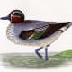 free-bird-pictures
