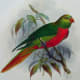 free-bird-pictures