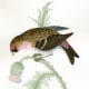 Mealy Redpole