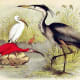 free-bird-pictures