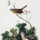 free-bird-pictures