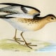 free-bird-pictures