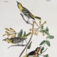 free-bird-pictures
