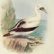free-bird-pictures