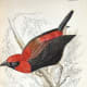 free-bird-pictures