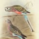 free-bird-pictures
