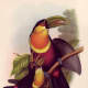 free-bird-pictures