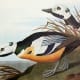 Western Duck
