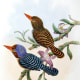 free-bird-pictures