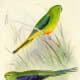 free-bird-pictures
