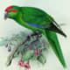 free-bird-pictures
