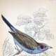 free-bird-pictures