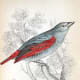 free-bird-pictures