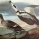 free-bird-pictures