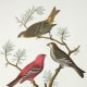 Pine Grosbeak