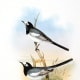 free-bird-pictures