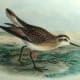 free-bird-pictures