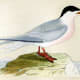 free-bird-pictures