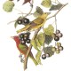 Pine Grosbeak