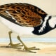 free-bird-pictures