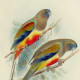 free-bird-pictures
