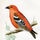 free-bird-pictures