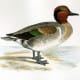 free-bird-pictures